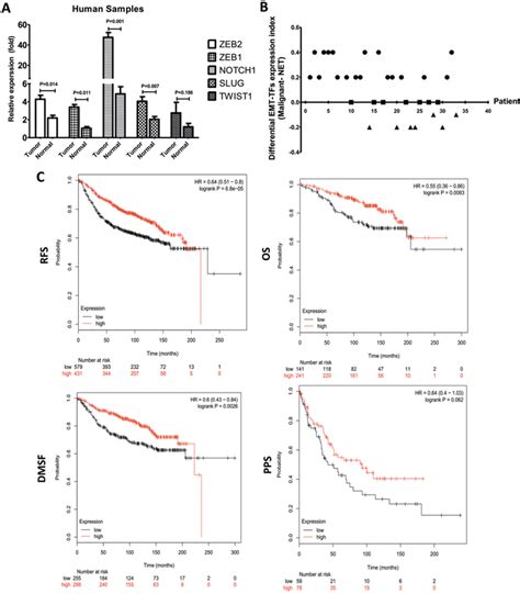 Microrna 34a Targets Epithelial To Mesenchymal Transition Inducing