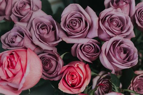 Pink rose flowers, Roses, Bouquet, Petals HD wallpaper | Wallpaper Flare