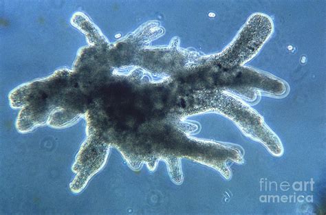 Protozoa, Amoeba, Lm Photograph by Eric V. Grave