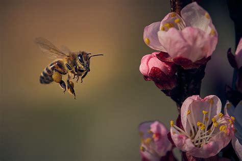 Insects Bee Flower Insect Macro Wildlife Hd Wallpaper Peakpx