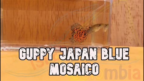 Guppy Japan Blue Mosaico Youtube