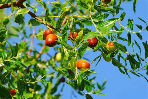 Sono Arrivate Le Giuggiole Un Frutto Quasi Dimenticato Che Non Tutti