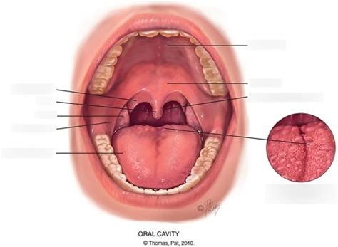 Chapter 17: Nose, Mouth, & Throat Diagram | Quizlet