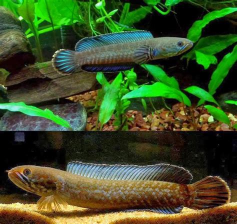 Species New to Science: [Ichthyology • 2013] Channa andrao • A New Species of Dwarf Snakehead ...