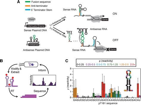 Using In Cell Shape Seq And Simulations To Probe Structurefunction