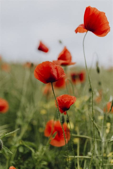 Field poppy flowers. Visit Kaboompics | Premium Photo - rawpixel