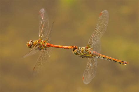 Gro E Heidelibelle Sympetrum Striolatum Im Tandem Flickr