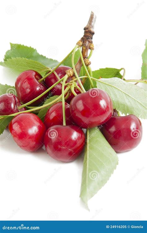 Red Cherries With Leaves Stock Image Image Of Summer 24916205