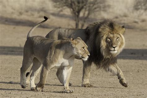 Desert Lions - African Wanderlust - Travel