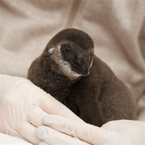 Essay About African Penguins Endangered