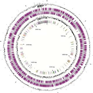 Circular Representation Of The Mesotoga Strain Phosac Chromosome