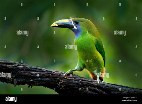 Blue-throated Toucanet, Aulacorhynchus caeruleogularis, green toucan in ...