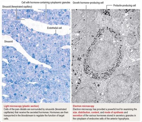 Neuroendocrine System Clinical Gate