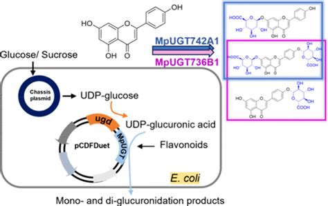 Efficient Production Of Flavonoid Glucuronides In Escherichia Coli