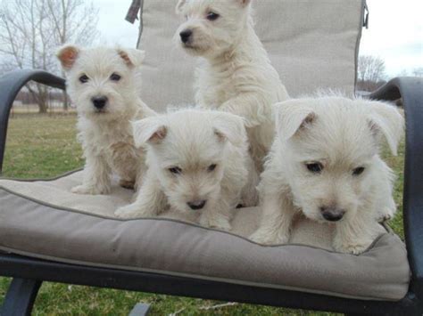 Adorable AKC Westie Puppies! for Sale in Lynchburg, Ohio Classified ...