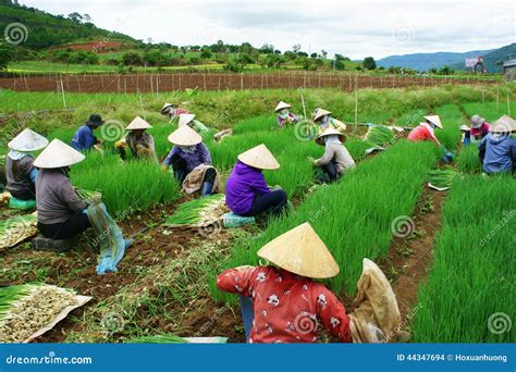 Vietnamese Farmer Harvest Vietnam Onion Farm Editorial Stock Image