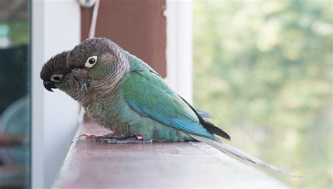 Turquoise Green Cheek Conure Complete Information | Petshoods