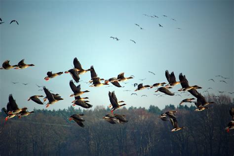 Free Images Winter Wing Morning Flight Duck Waterfowl Water