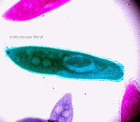 Microscope World Blog: Paramecium under the Microscope