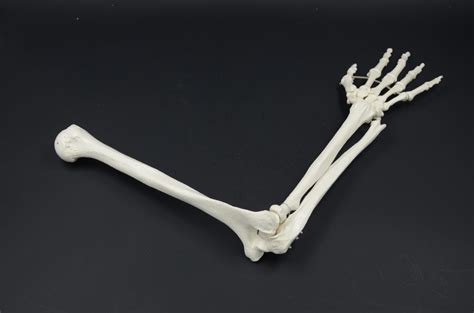 ARM BONE MODEL - Eduscience Video Gallery