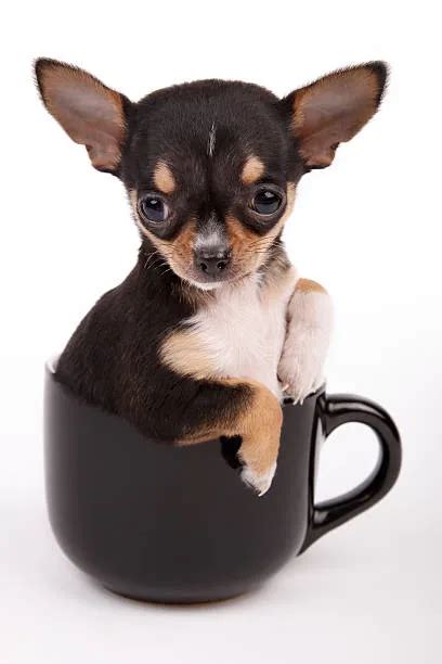 How Much Does A Teacup Chihuahua Cost Find Out The Chihuahua Guide