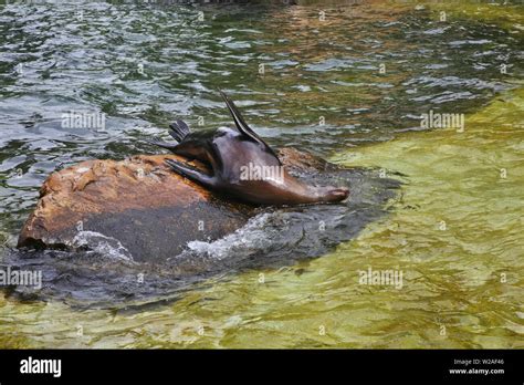 Berlin Zoological Garden. Germany Stock Photo - Alamy