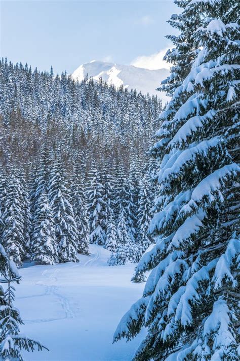 Pine Tree And Mountain Forest In Winter Stock Image Image Of Spruce