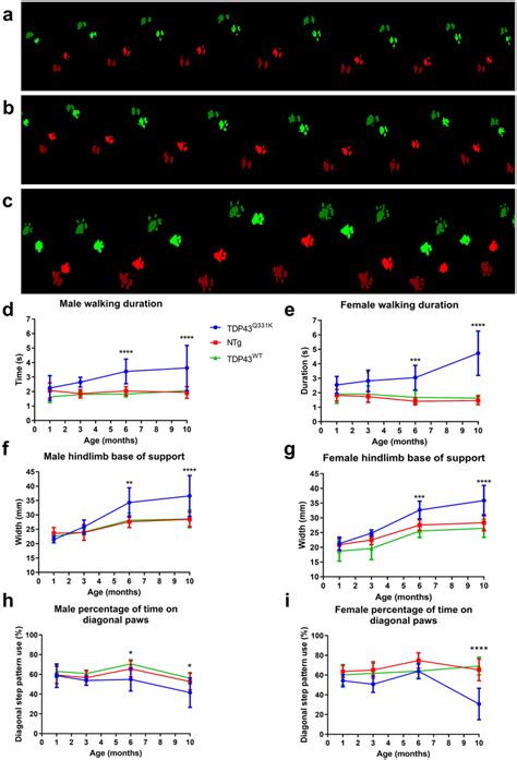 CatWalk Gait Analysis Showing Paw Print Patterns Walking Duration