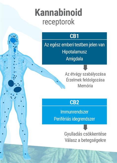 Teljes Tmutat Az Endokannabinoid Rendszerr L Royal Queen Seeds