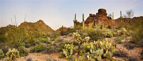 Amazing The Sonoran Desert In North America