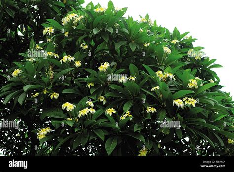 Frangipani flower tree, india, asia Stock Photo - Alamy