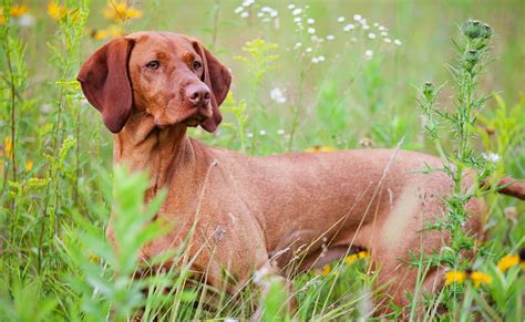 vizsla dog photo  wallpaper beautiful vizsla dog pictures