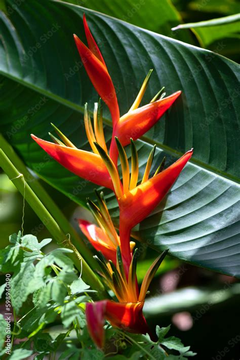 Colorful Red Yellow Parrot S Flower Heliconia Psittacorum Or Parrot S