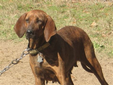 Plotthound Photo Lovely Plott Hound Photo And Wallpaper Beautiful