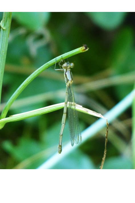 Eastern Willow Spreadwing Ian Tulloch Flickr