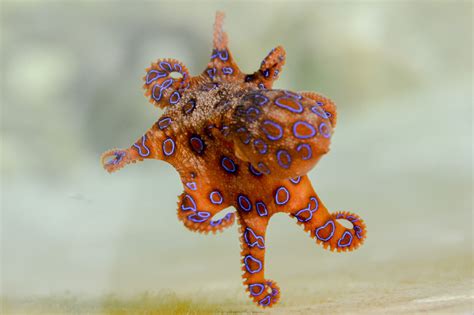 Are Octopuses Poisonous? The Blue-Ringed Octopus — Dear Ocean