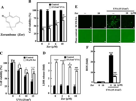 Figure 1 From Zerumbone Protects Human Skin Keratinocytes Against Uva