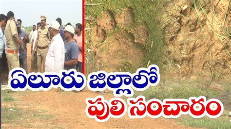 ఏలూరు జిల్లాలో పులి సంచారం భయాందోళనలో ప్రజలు Tiger Hulchul In Eluru