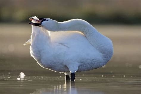 Mute Swan Preening Tail Feathers Cleveland UK Our Beautiful Wall Art