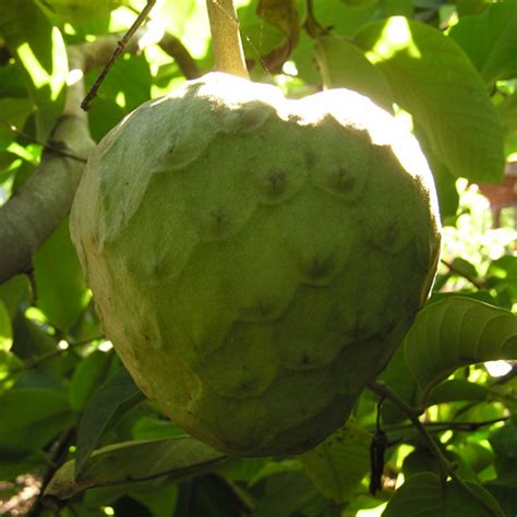 Dr. White Cherimoya Tree