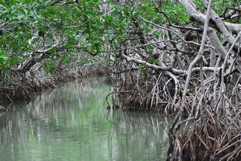 I Love These Mangrove Trees We Were On A Tour Of The Everglades