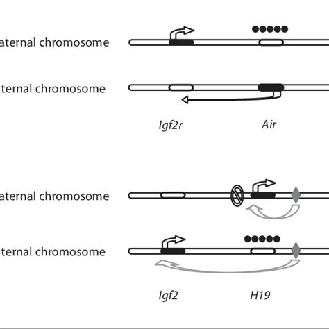 Hierarchy Of Transcription Factors Controlling Key Steps In Islet Cell