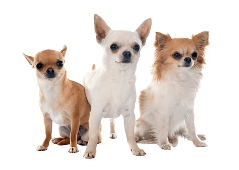 Chihuahuas Brown Isolated Little, Three, Brown, Isolated PNG