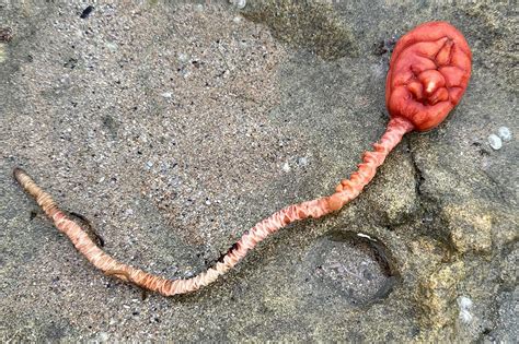 Creepy Sea Creature Out Of Alien Found On Australian Beach