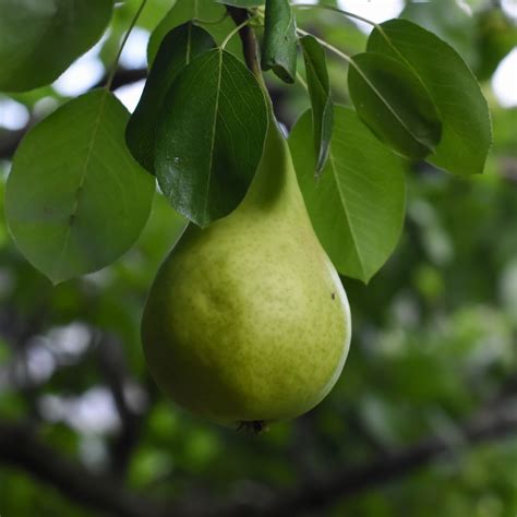 Pyrus Communis Beurre Hardy Poirier 120 Cm En Pot