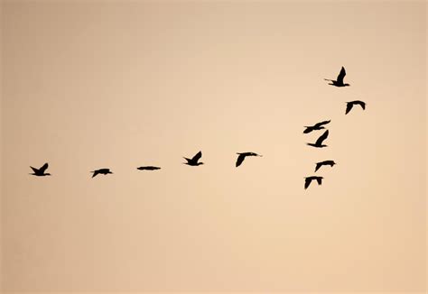 Free picture: bird, flock, formation, silhouette, black, dusk, design