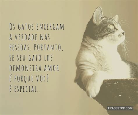 Os Gatos Enxergam A Verdade Nas Pessoas Portanto Frasestop