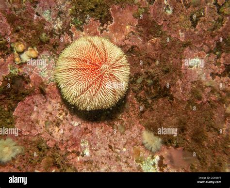 A picture of an European edible sea urchin or common sea urchin ...