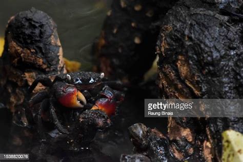 Mangrove Tree Crab Photos and Premium High Res Pictures - Getty Images