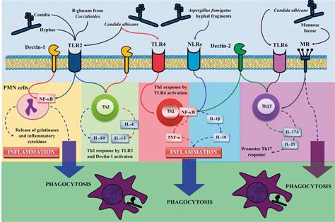 Physiology And Pathology Of Innate Immune Response Against Pathogens Intechopen